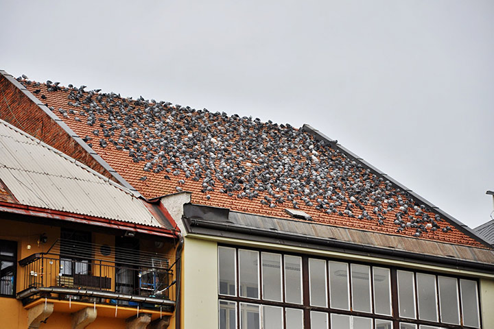 A2B Pest Control are able to install spikes to deter birds from roofs in Dudley. 