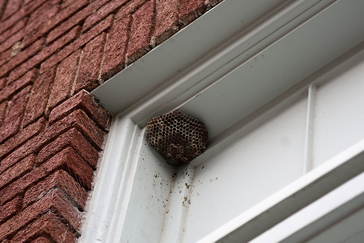 We provide a wasp nest removal service for domestic and commercial properties in Dudley.